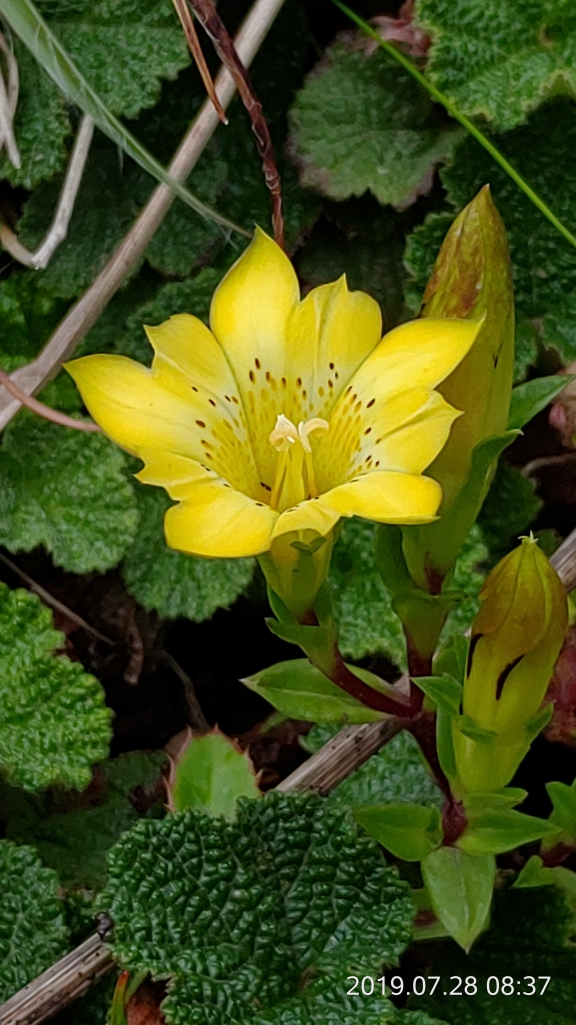 Gentiana