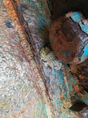 Pleurodema brachyops