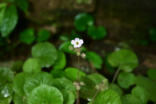 Primula lithophila