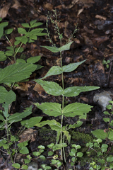 Veronica urticifolia