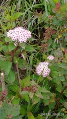 Spiraea hayatana