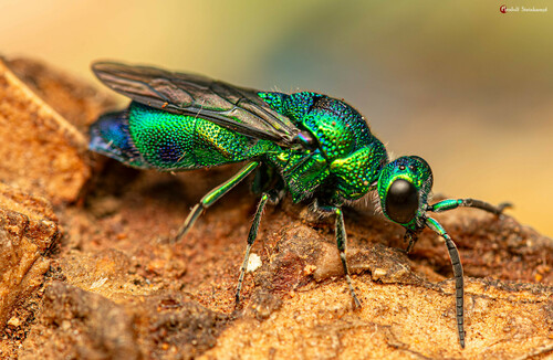 Rotsspringer Insect Photo 463264894, (c) Rudolph Steenkamp, some rights reserved (CC BY-SA ...