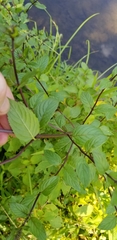 Mentha × piperita