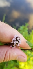 Mentha × piperita