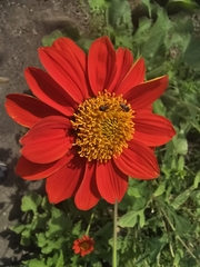 Tithonia rotundifolia