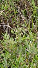 Pimpinella niitakayamensis