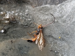 Opheltes glaucopterus barberi