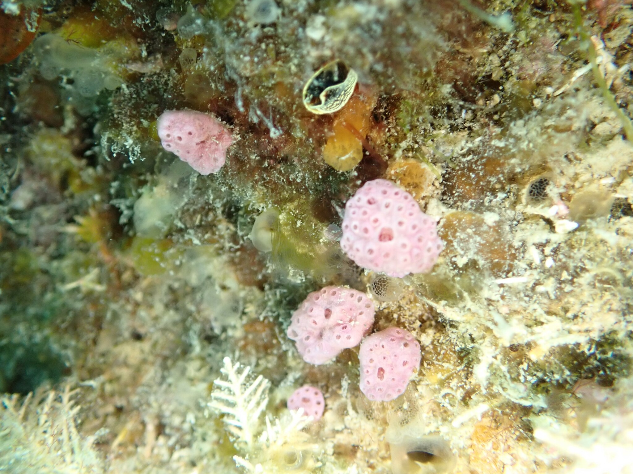 Hypsistozoa fasmeriana (Michaelsen, 1924)