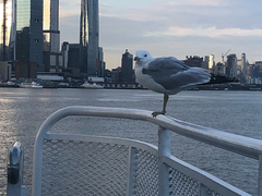 Larus delawarensis