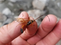 Opheltes glaucopterus barberi