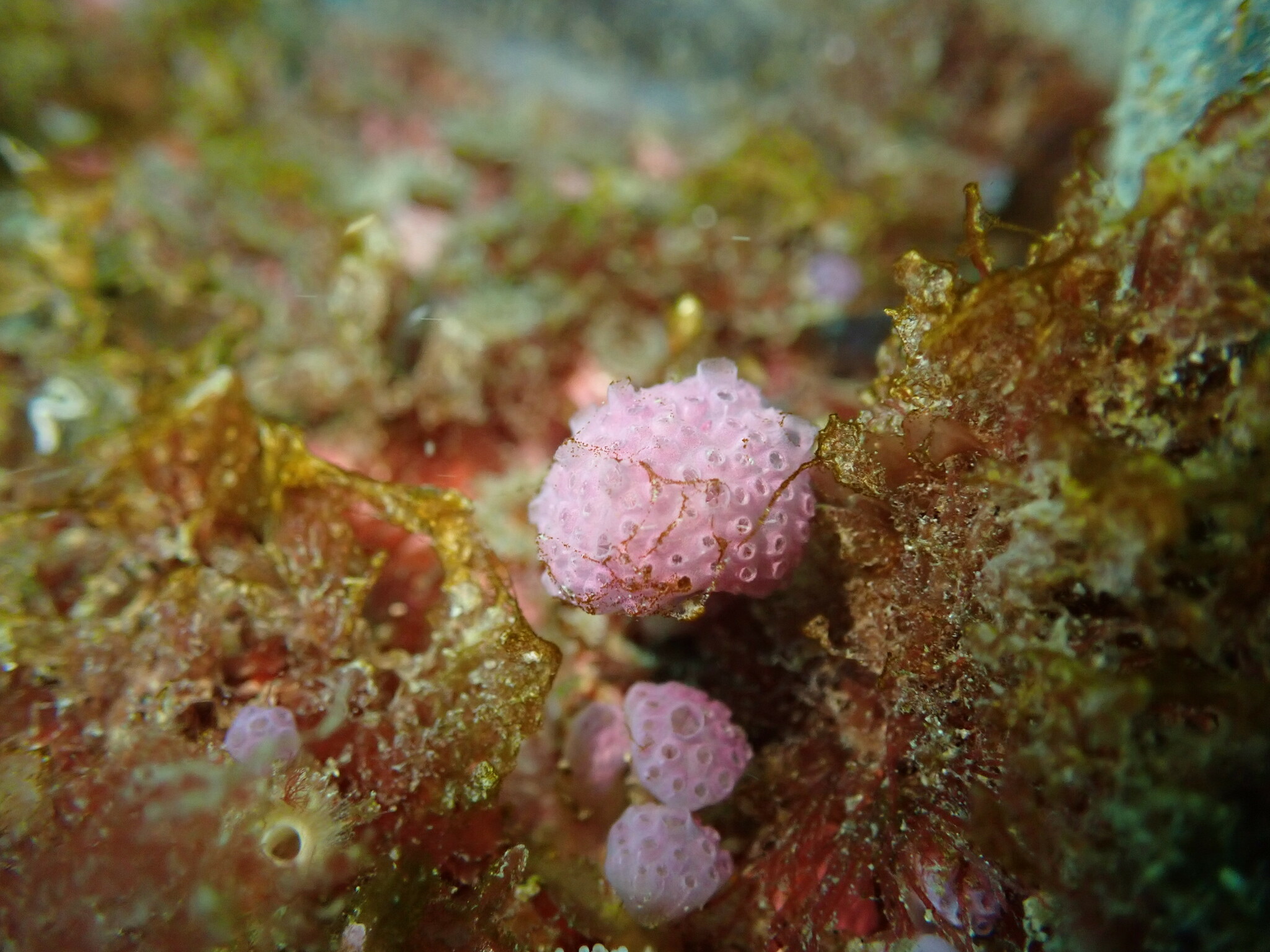 Hypsistozoa fasmeriana (Michaelsen, 1924)