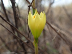 Zephyranthes longifolia