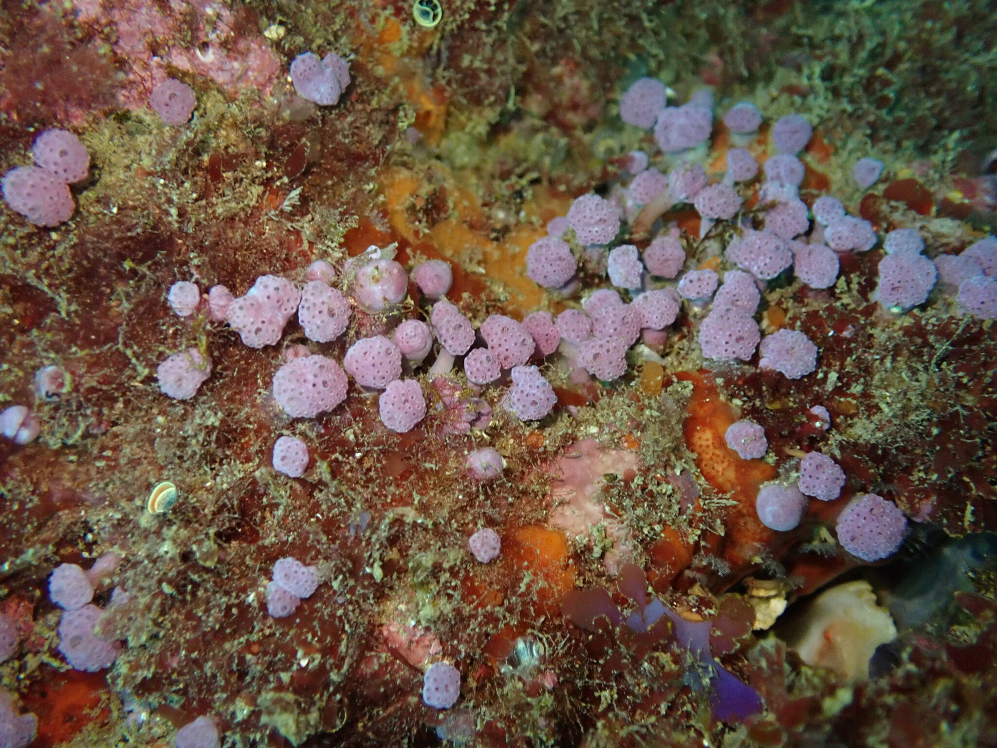 Hypsistozoa fasmeriana (Michaelsen, 1924)