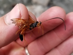 Opheltes glaucopterus barberi