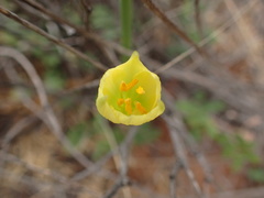 Zephyranthes longifolia
