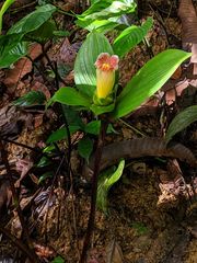 Costus allenii
