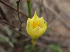 Zephyranthes longifolia