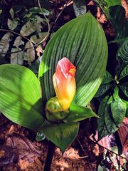Costus allenii