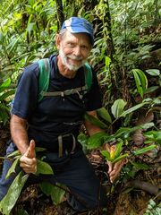Costus allenii