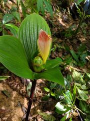 Costus allenii