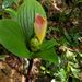 Costus alleniopsis - Photo (c) Dave Skinner, some rights reserved (CC BY-NC), uploaded by Dave Skinner
