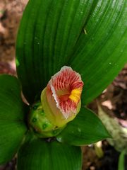 Costus allenii