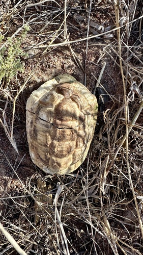 Parrot-beaked Tortoise, Homopus areolatus