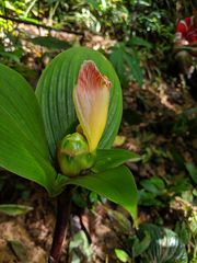 Costus allenii