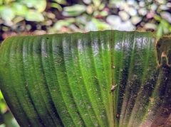 Costus allenii