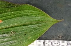 Costus allenii