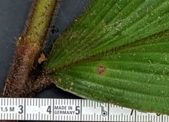 Costus allenii