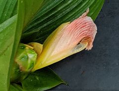 Costus allenii