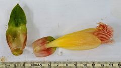 Costus allenii