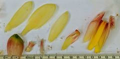 Costus allenii