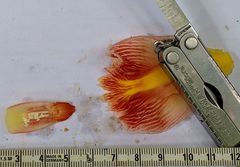 Costus allenii
