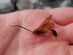 Opheltes glaucopterus barberi