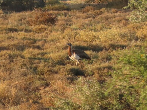 Ludwig's Bustard (Neotis ludwigii), photo 5