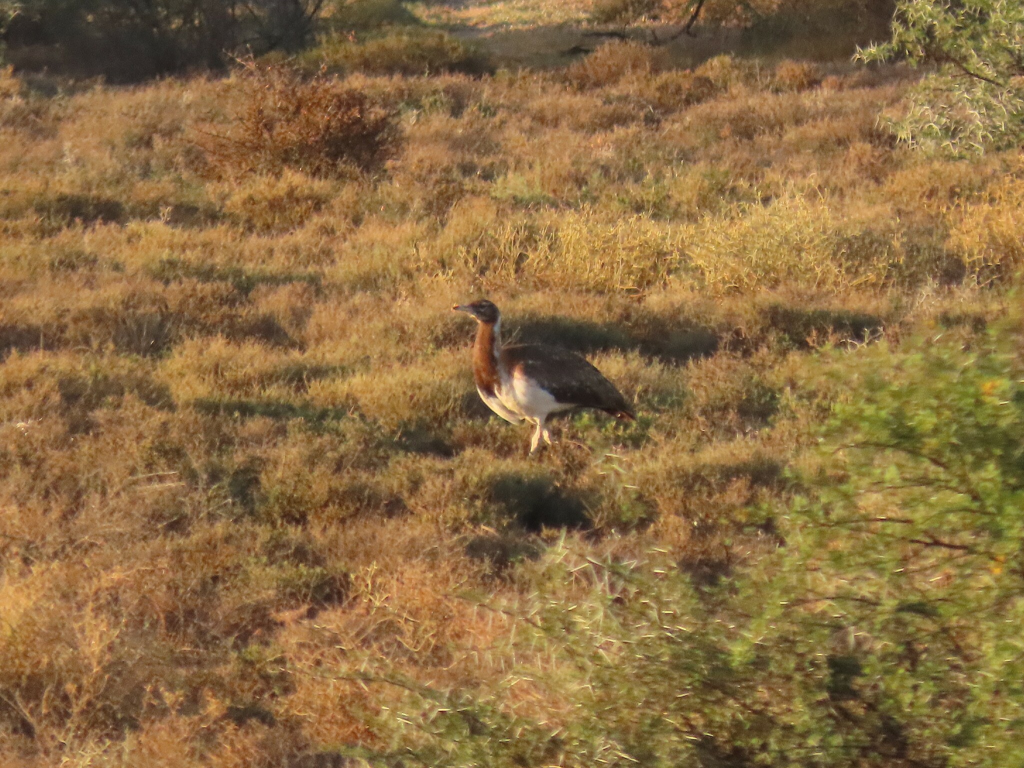 Ludwig's Bustard (Neotis ludwigii), photo 4