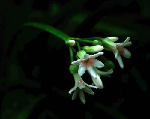 Cryptostephanus vansonii