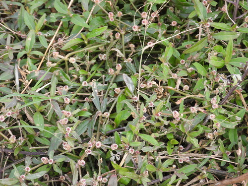 Foto de Bredo