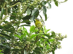 Thlypopsis superciliaris