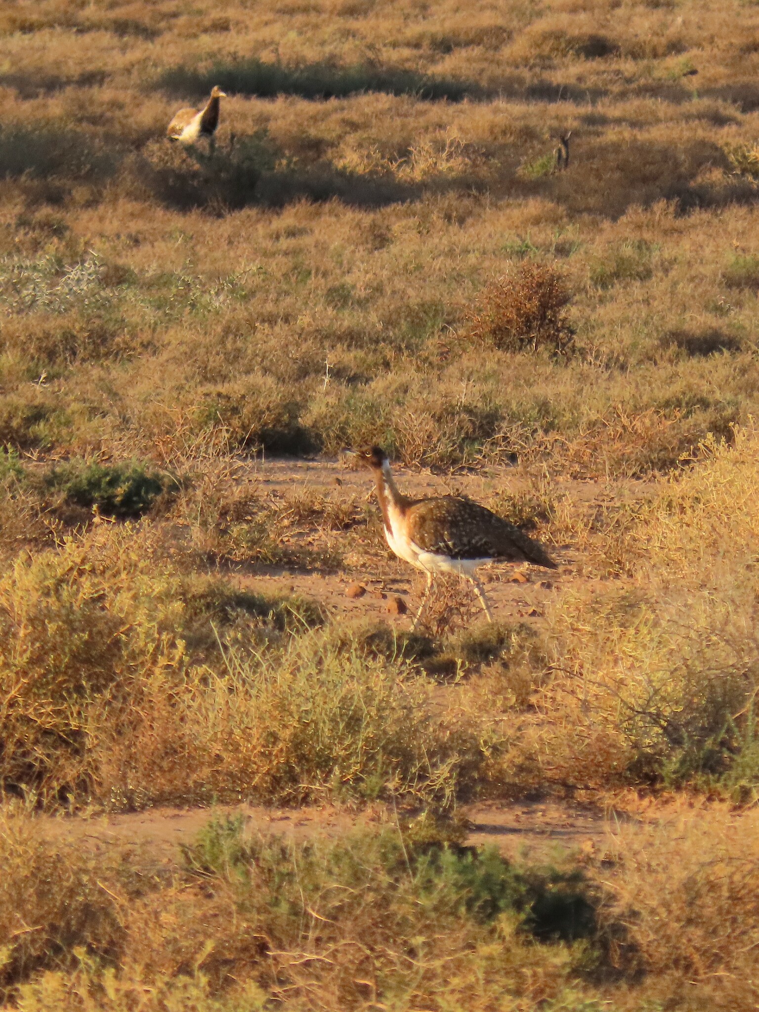 Ludwig's Bustard (Neotis ludwigii), photo 5