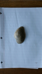 Alasmidonta marginata