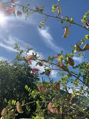 Colutea