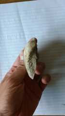 Alasmidonta marginata