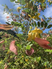 Colutea