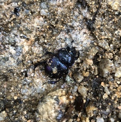 Phelotrupes auratus