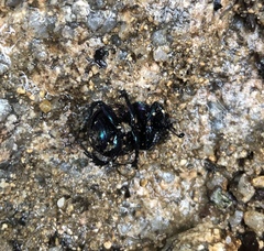 Phelotrupes auratus