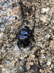 Phelotrupes auratus