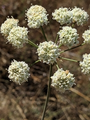 Perideridia californica